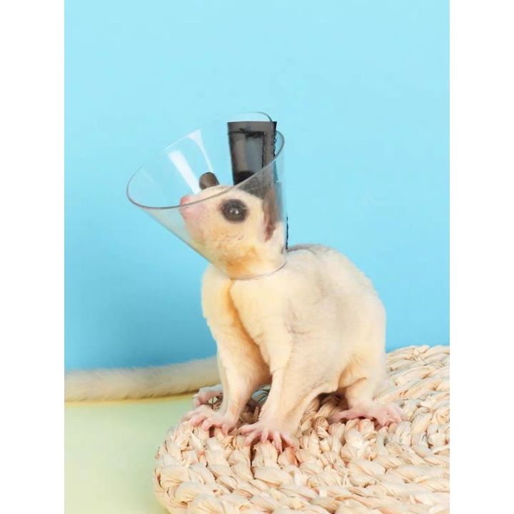 Sugar Glider Head Cover Sugar Glider E-Collar 蜜袋鼯头套 Lazada
