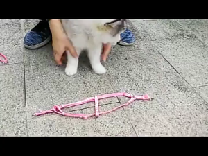 Japan Yokohama  Adjustable Pet Leash With Harness Breathable Vest Cat Dog Harness Puppy Harness and Leash Collar HS1983