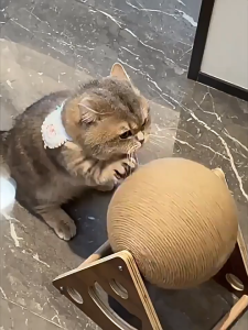 Interactive Cat Scratching Ball Sisal Rope Roller Toy Claw Spinning Triangle Board Treadmill Tempat Cakar Kucing