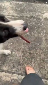 YTL ขนมสุนัข ขนมน้องหมา แบบแท่งรสเนื้อ แท่งนิ่ม ทำจากเนื้อวัวแท้ โปรตีนสูง ขนาด ขนมสุนัข รสตับ ขนาด 500 กรัม Dog Food