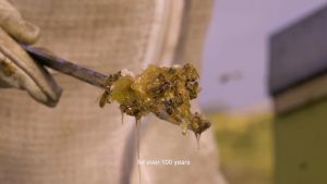 Egmont MGO 50+ Manuka Honey 500g/1kg (HALAL)