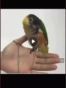 Bird Budgerigar Cockatiel Love Bird Parrot Leg Ring & Chain Set