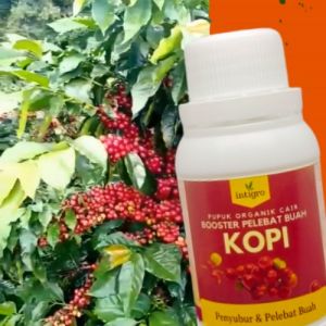 Pupuk Kopi Agar Berbuah Lebat / Pupuk Semprot Pelebat Buah Kopi Cair Organik / Pupuk Booster Kopi