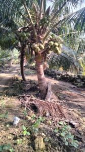 Bibit kelapa puyuh pohon pendek berbuah