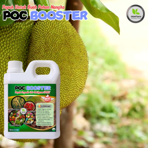 Pupuk Penyubur buah Nangka  Pupuk tanaman Nangka Pupuk Cair Nangka BOOSTER Tanaman Nangka INTERFARM