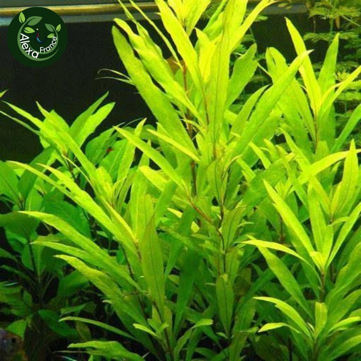 Hygrophila stricta aquatic plant for aquascaping