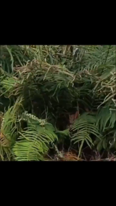 【Manufacturer direct supply】The big tree died that night Racun pokok kayu besar 500g Racun pokok paling kuat Tree killer 100% Concentrated formula Can Kills trees weeds bamboo and shrubs racun rumput cepat mati 除草剂 weed killer