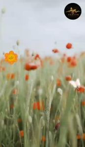 parfum laundry sakura 1 Liter - pewangi pakian sangat harum dan lembut