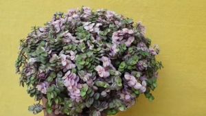 ผลิตภัณฑ์ต้นไม้อวบน้ำ กุหลาบหิน ริบบิ้นชาลี เบียงก้า กระถางใหญ่ 8 นิ้ว ล้นกระถาง ตั้งแต่ปัจจุบัน สำหรับผู้นักสวนและผู้ที่กำลังมองหาส่วนผลิตภัณฑ์ที่มีคุณภาพสูง