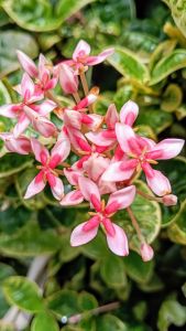 เข็มด่าง ประกายดาว กระถาง 11 นิ้ว ต้นสวย (กทม)