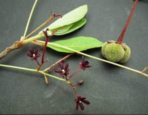 ต้นโลดทะนงแดง ขุดสดห่อพร้อมราก (บรรจุ1ต้น) ยาว30-50 cm