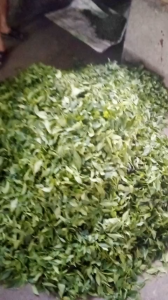 trà xanh thái nguyên tân cương