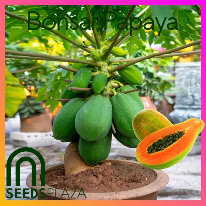 SeedsPLAZA™ - Bonsai Papaya (20 Seeds) for Planting Vegetable Plants + Instructions Dwarf Red Baby F1 Plant Seed