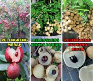 TERLARISSSS ( BELI 3 GRATIS 1 ) BIBIT KELENGKENG SUPER RAJIN BERBUAH