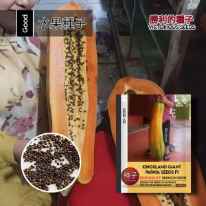 1 Pak (50 Butir) Pepaya Raksasa Kingsland F1 Kemasan Original Import / Bibit Pepaya Super Jumbo