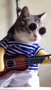 Kacamata Kucing Peliharaan & Anjing Fashion