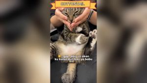 HAIPET Pasir Kucing Gumpal Soya - Tofu Clumping Cat Litter 6 Litter