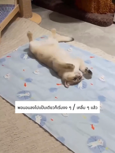 Dulepig Pet Cooling Mat ผ้า PVC นุ่ม ผ่นรองนอนเย็นสำหรับสัตว์เลี้ยง สำหรับตว์เลี้ยง ทนทาน แผ่นเจลเย็นแมว ที่นอนเจลเย็น ที่นอนหมา แมวเจลเย็นลดความร้อน เบาะสุนัข