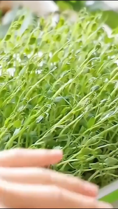 2 Layers Multi functional seedling tray Hydroponics Seed Germination Tray Seedling Tray Sprout Plate Grow Nursery Pots Tray Vegetable Seedling Pot Plastic Nursery Vegetables Sprout Plate Shoots Disc Trays Sprouts Dish Soilless Culture Dish