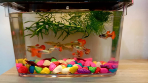 Red cherry shrimp/ udang cheri merah/ 樱桃虾 (beli 15 ekor percuma 3 ekor udang + rumpai air hydrilla & duckweed)