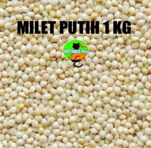 Milet Putih Polos 1kg Millet Pakan Makanan Burung Lovebird Bird Food Perkutut