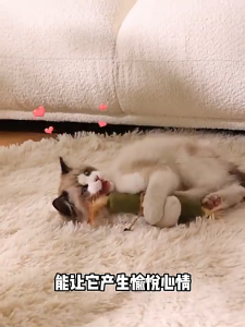 🔥🔥🔥Cat Catnip Sticks Cat Molar Stick Cat Toy Treat Toy for Indoor Cats Cleaning Teeth Cat