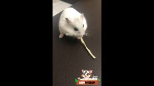 DJEVPETSHOP Snack Mini Sugar Glider 10gr || Snack Hamster Makanan Cemilan Hewan Anjing Kucing