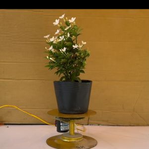 Cây Mai chỉ thiên trắng - Cây Cảnh Sân Vườn
