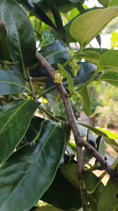 Pupuk Nutrisi Generatif BAKOH 1 Liter Kalium Boron Silika & ZPT Tingkatkan Hasil Panen Pelebat Buah