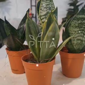 (55P/105P) Tiny/Medium Sansevieria虎尾兰