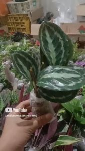 Paket 12 Jenis Tanaman Hias Daun Calathea