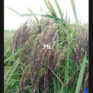 jual benih padi ketan hitam original pilihan