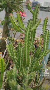 HCm - XƯơng rồng 3 cạnh thân vân sọc dễ chăm