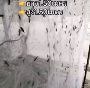 ตั๊กแตน กระชั่น เลี้ยงตั๊กแตน เลือกตั๊กแตน ตาของข่ายไม่แตก ตั๊กแตนกัดไม่เสีย หัวซิป 2 ทาง