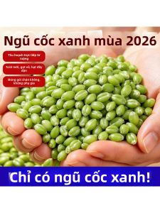 Hạt Lúa Mì Tươi Bóc Sẵn Không Chất Bảo Quản