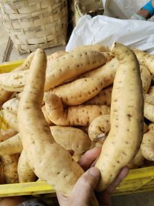 Ubi madu cilembu asli Grade Super 1kg