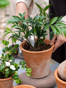 Clay Breathable Water Absorbing Terracotta Planter