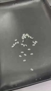 Moissanite nhân tạo Ovan tấm 2x4mm và 3x5mm Kim cương nhân tạo moissanite màu trắng 58 giác USA Đá moissannite - KIM LỘC PHÁT MTOV