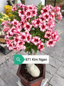 Adenium Obesum Bonsai ID 871 Kim Ngan 富贵花