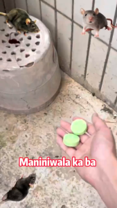 Buy 1 Take 10 Mouse Repeller Repellent Cream Rodent Repellent Powerful Mouse Repeller Insect Rat Killer Mothballs For Rats Rat Repellant for Car