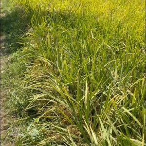 BIBIT BENIH PADI PREMIUM VARIETAS NUTRIZINC BERAT 10 KG