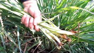 Chai Tinh Dầu Sả Chanh Nguyên Chất Treo Xe Ô Tô TINHDAUSACHANH 8ml Tinh Dầu Xả Đuổi Muỗi Thơm Xe Xua Đuổi Côn Trùng