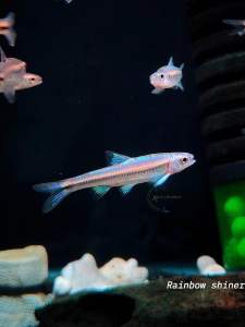 Rainbow Shiner Fish (Notropis chrosomus) Freshwater Fish