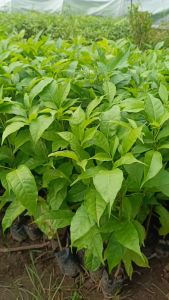 Bibit Bunga Tabebuya Pink Murah Siap Tanam