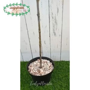 Pohon Plastik Daun Ketapang T75 Latex Artificial Pot Dasar Hitam Tanaman Hias Dekorasi Rumah Pajangan Aesthetic