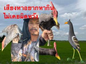 เสียงนกอิลุ้ม อัดจากเสียงนกป่า ความยาว1ชั่วโมง ( 10เสียง )