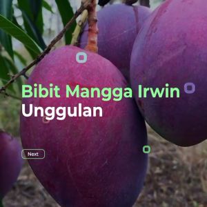 Bibit / Pohon Mangga Irwin Unggul Cepat Berbuah / Sudah Berbunga