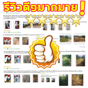 หยดจะฆ่าต้นไม้ เข้มข้นสูงสุด HQTยาฆ่าต้นไม้ 200ML ยาฆ่าต้นไม้ แบบอัพเกรด 1ขวดเท่ากับ 10 ขวด ตรงไปที่ราก แก้ปัญหาในครั้งเดียว ถมที่ดินอย่างรวดเร็ว ยาฆ่าต้นไม้ใหญ่ ยากำจัดต้นไม้ ไม่เป็นอันตรายต่อดิน ยากำจัดต้นไม้ใหญ่ บอกลาการตัดต้นไม้ด้วยต