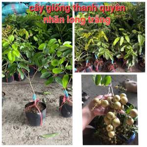 CÂY GIỐNG NHÃN LONG TRẮNG