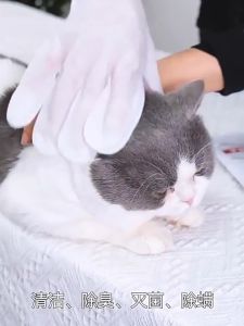 【READY STOCK】 KOJIMA DISPOSABLE PETS CLEANING GLOVE Fruity Pet SPA Cleaning Gloves(8pcs/6pcs/4pcs)宠物SPA清洁手套 4in1 set